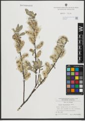 Foto von Salix salviifolia Brot.